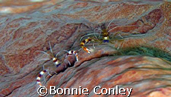 Banded Coral Shrimp at Tobago in June 2007.  Taken with a... by Bonnie Conley 